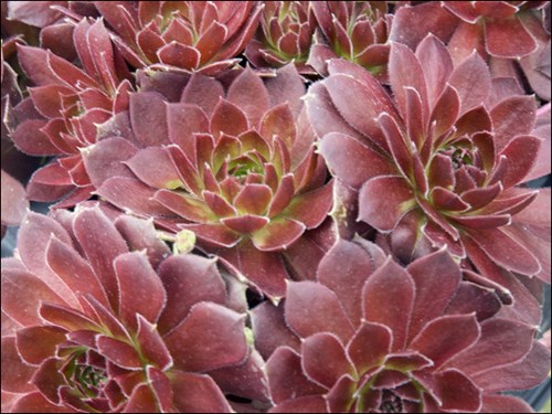 Sempervivum Rocknoll Rosette